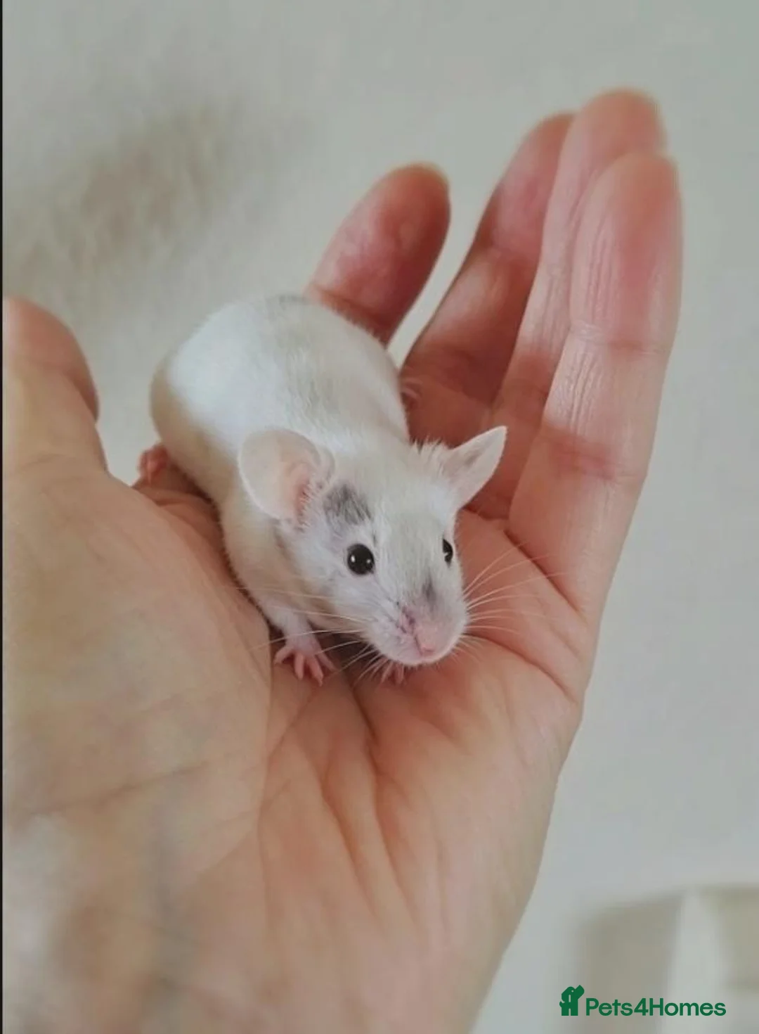 Mouse rodents for sale: Handsome baby boy mice  - Advert 2