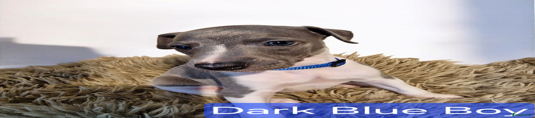 Whippet Puppy 2
