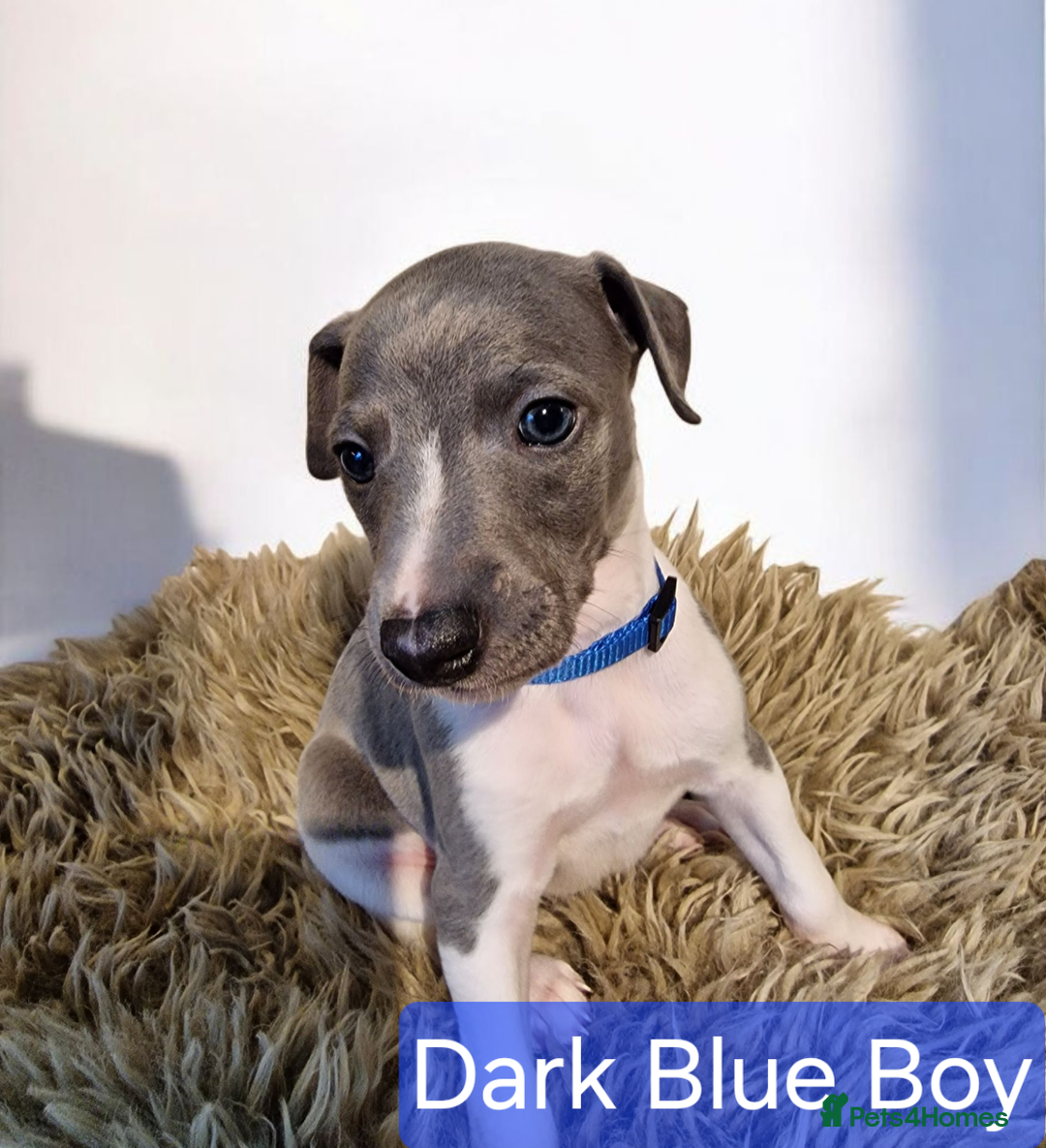 Whippet dogs for sale: Beautiful KC whippet pups for sale :) - Image 4