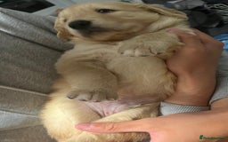 Golden Retriever dogs for sale: Golden retriever puppies - Image 7