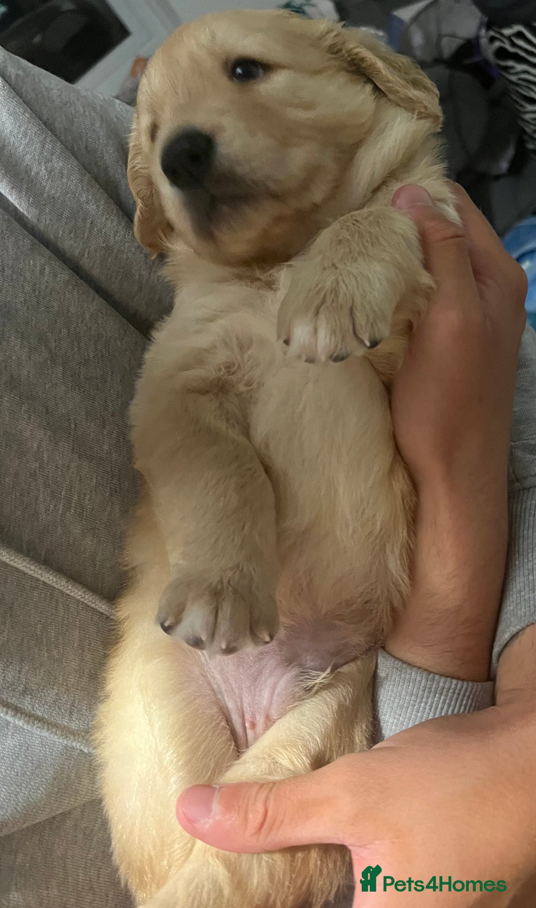Golden Retriever dogs for sale: Golden retriever puppies - Image 7