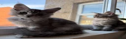 Maine Coon cats for sale: 🐈‍⬛Registered Maine Coons - Advert 11
