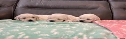 Golden Retriever dogs for sale: KC Old English Cream Golden Retriever Puppies  - Advert 15