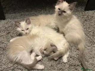 Ragdoll cats 5 Ragdoll Kittens For Sale - Advert 1