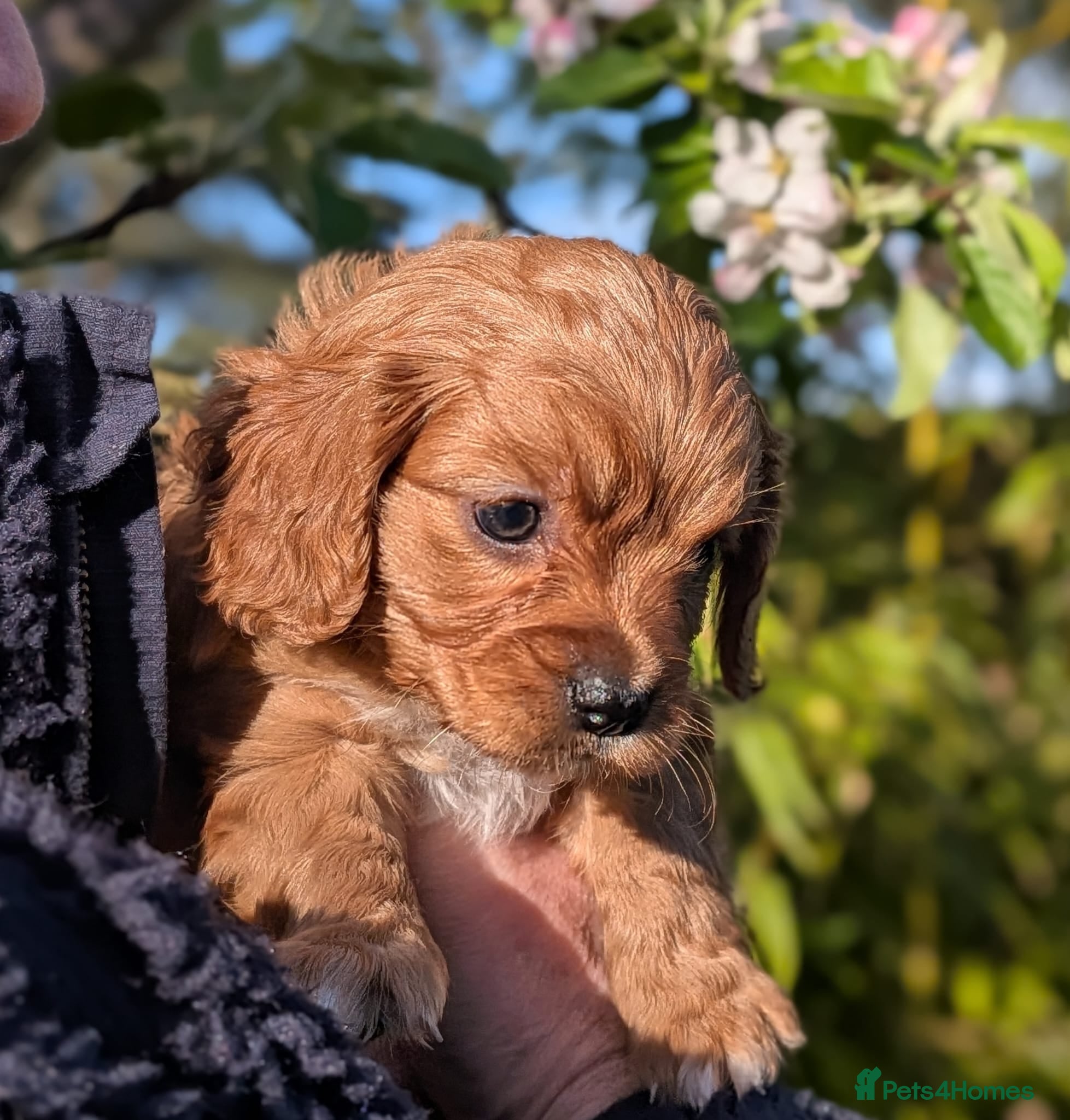 Cavapoo dogs Gorgeous, rare 'Splash' Cavapoo puppies - Advert 1