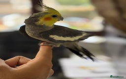 Parrots birds for sale: Semi Tame Lovely Cockatiel - Image 1