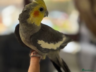 Parrots birds - Advert 9