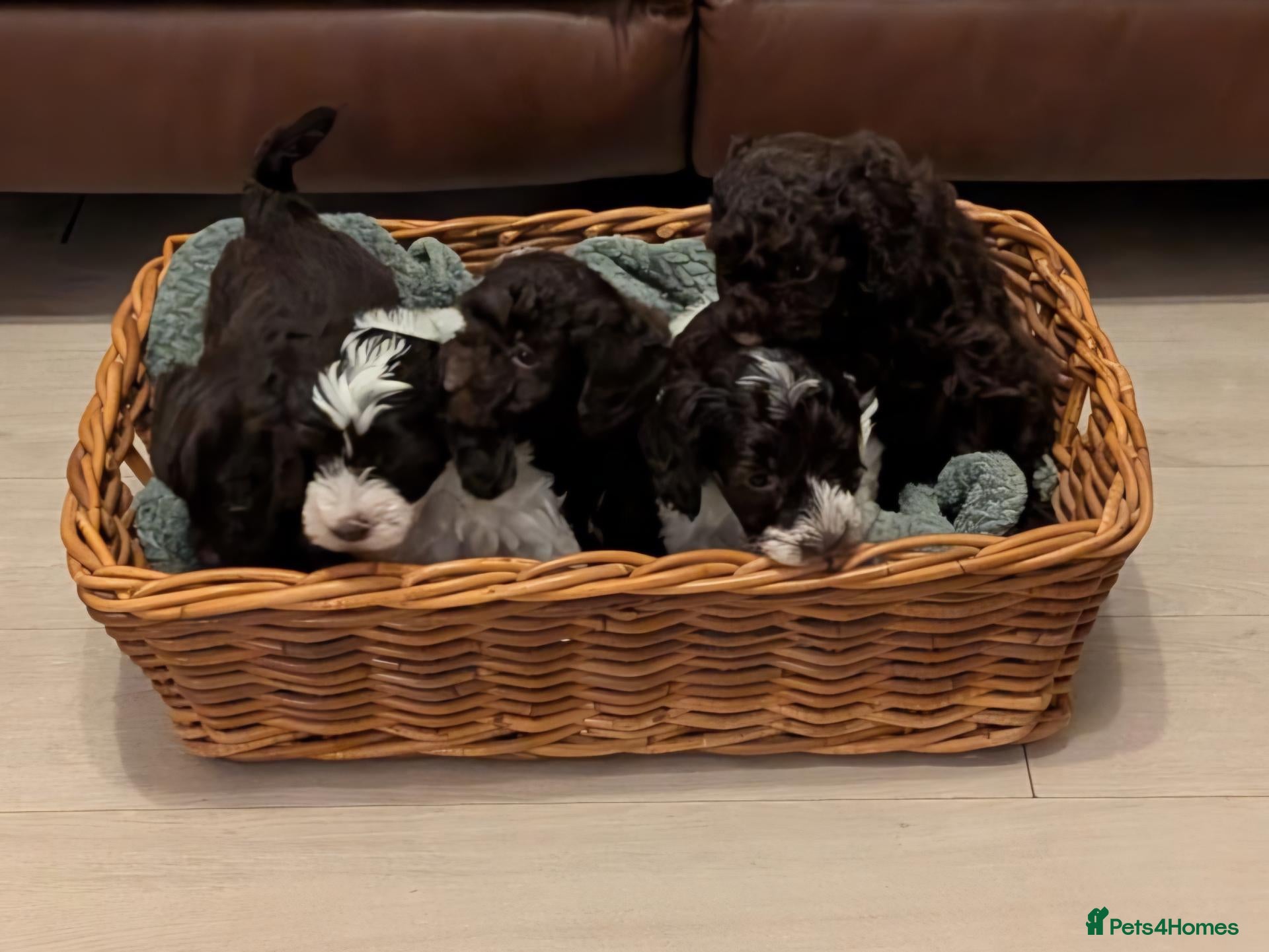 Cockapoo dogs Cockapoo Puppies - Advert 10