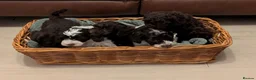 Cockapoo dogs for sale: Cockapoo Puppies in Ardrossan - Advert 1