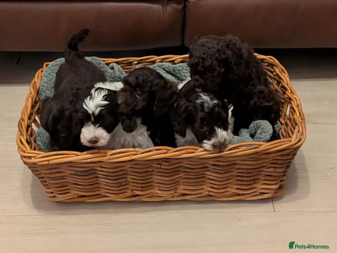 Cockapoo dogs for sale: Cockapoo Puppies in Ardrossan - Advert 1