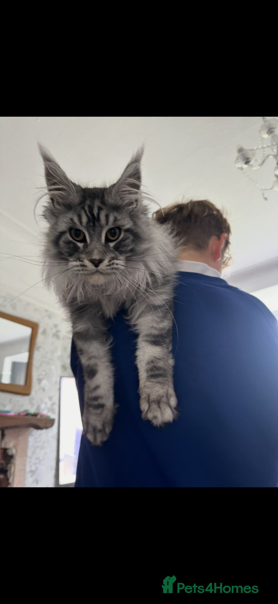 Maine Coon cats Maine coon kittens TICA - Advert 2