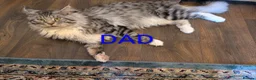 Maine Coon cats for sale: Beautiful Mainecoon X Ragdoll kittens 3 available. - Advert 5