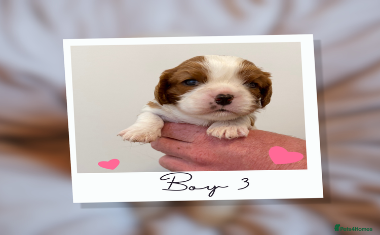 Cavalier King Charles Spaniel dogs KC Cavalier King Charles Spaniel 🧬 Tested Parents - Advert 8