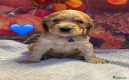 Cocker Spaniel dogs for sale: Outstanding KC Show Cocker Spaniels - Image 22