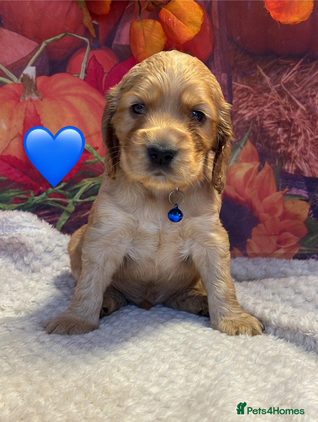 Cocker Spaniel dogs for sale: Outstanding KC Show Cocker Spaniels - Image 22