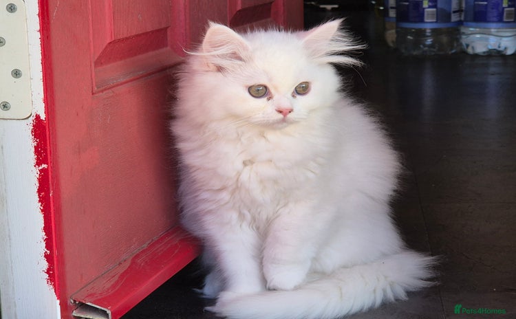Mixed Breed cats - Advert 12