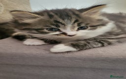 British Shorthair cats for sale: British Short-hair kittens - Image 18