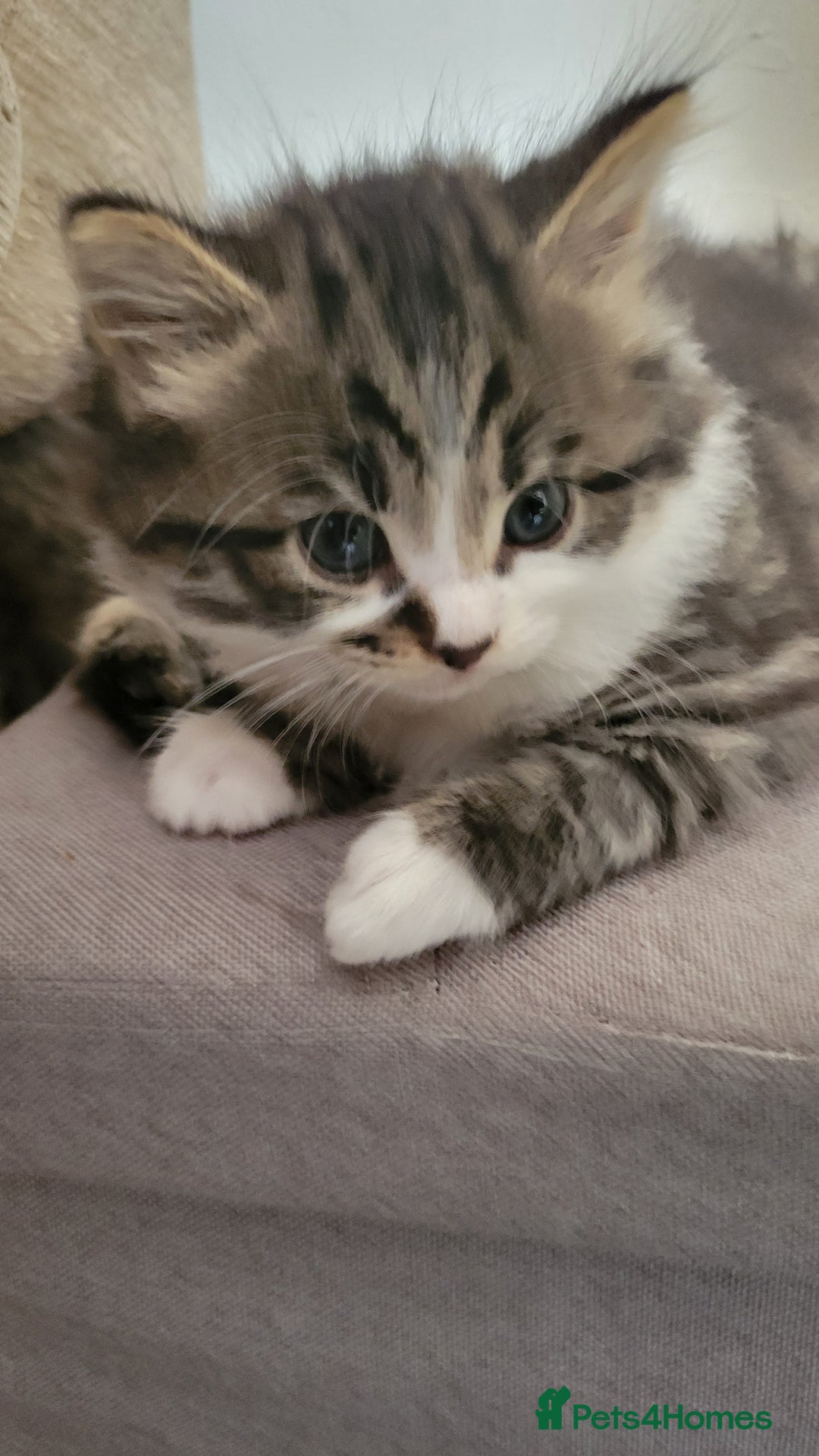 British Shorthair cats for sale: British Short-hair kittens - Image 18