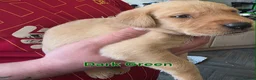 Labrador Retriever dogs for sale: Kc Reg Dark Fox Red & Light Red Lab Pups - Advert 33