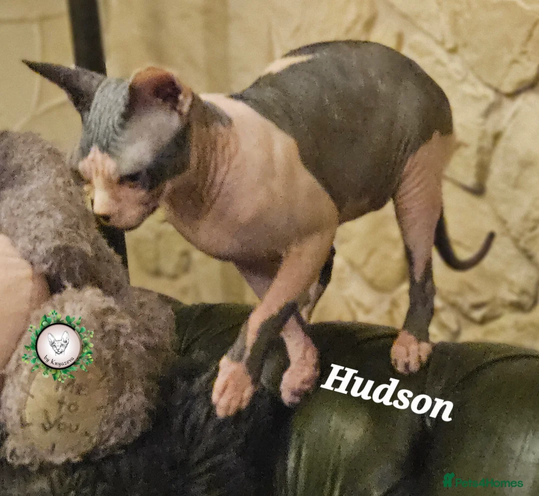 Sphynx cats for sale: Beautiful Canadian Sphynx Champion father line ❤️  - Advert 5