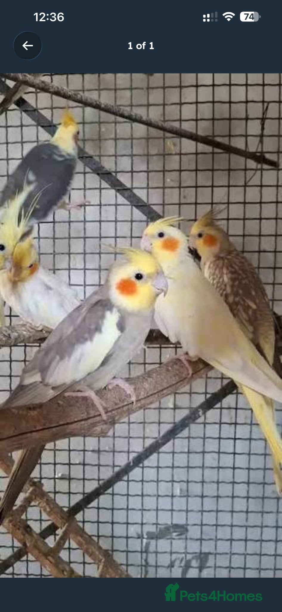 Cockatiels birds Cockatiels - Advert 2