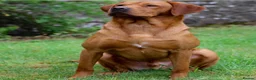 Labrador Retriever dogs for sale: Stunning KC Fox Red Boys & Girls Labradors  - Advert 17