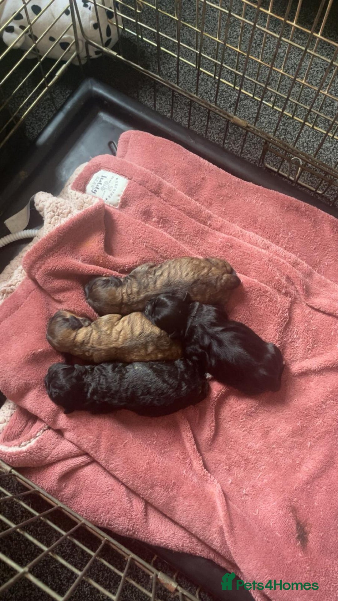 Shih Tzu dogs for sale: Shih-Tzu Male Puppies for Sale. - Advert 3