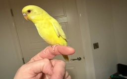 Budgerigars birds for sale: Budgie yellow Latino female semi tamed   - Advert 2