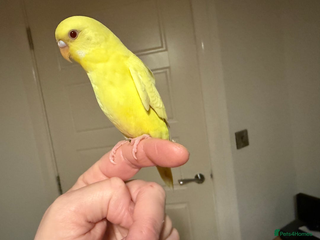 Budgerigars birds for sale: Budgie yellow Latino female semi tamed   - Advert 2