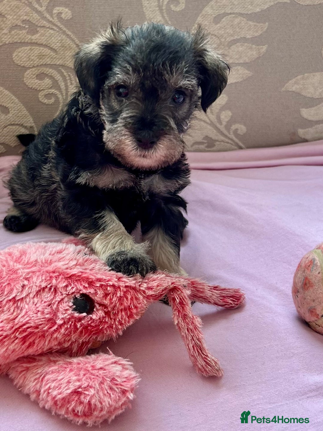 Miniature Schnauzer dogs for sale: 🐾🐶Schnauzer/Schnoodles🐶🐾 - Image 17
