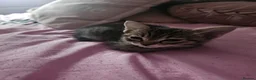 Bengal cats for sale: Girl kittens - Advert 16