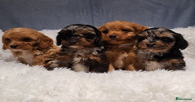 Cavapoo dogs Stunning Toy Cavapoo Puppies DNA Tested Parents - Advert 2