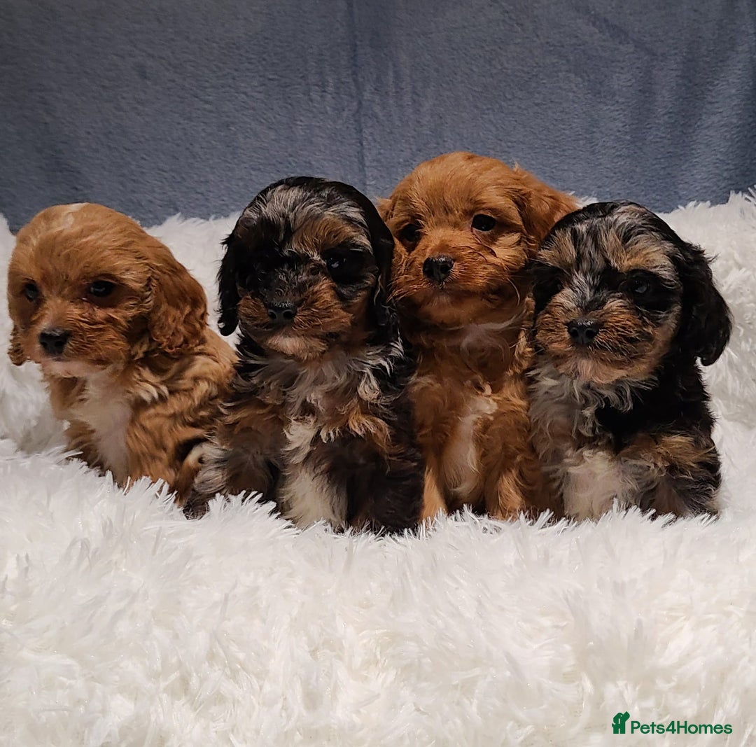 Cavapoo dogs for sale: Stunning Toy Cavapoo Puppies DNA Tested Parents - Advert 2