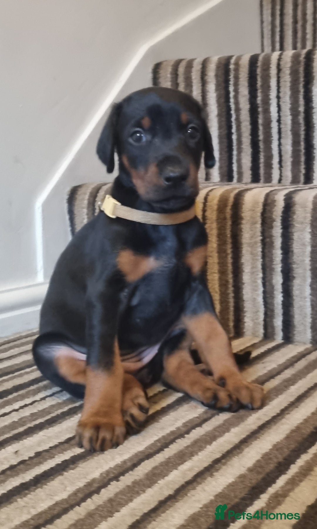 Dobermann dogs for sale: Exceptional Doberman - Advert 22