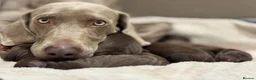 Mixed Breed dogs for sale: Weimaraner x Vizsla stunning pups  - Advert 8