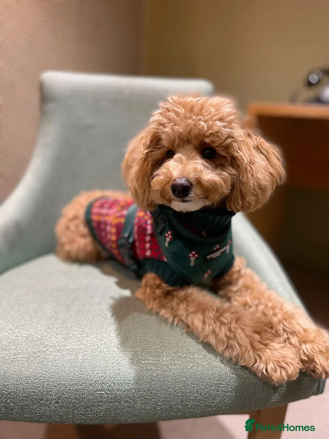 Toy Poodle dogs for stud: Black Phantom Toy Poodle PROVEN - Advert 11