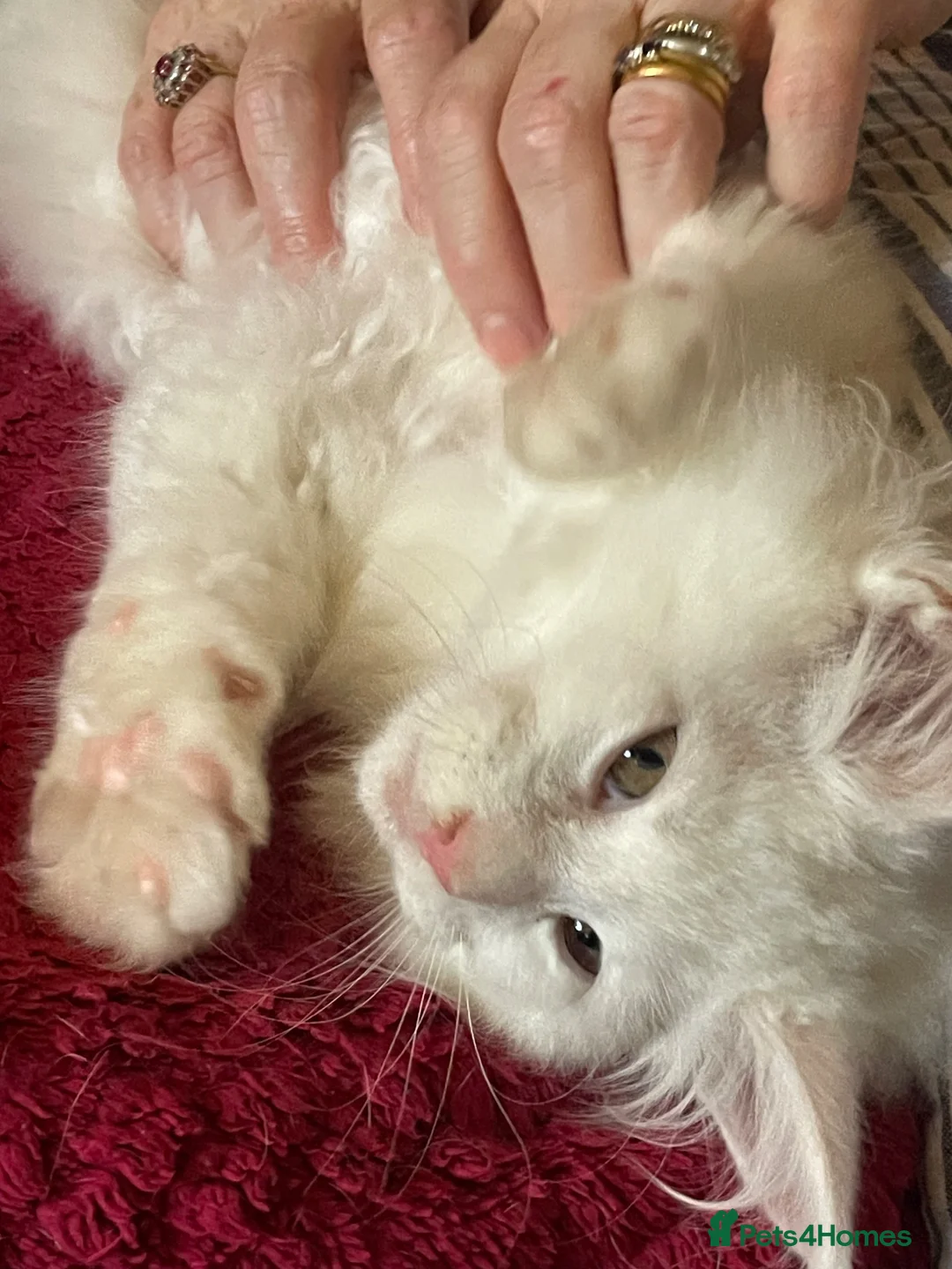 Maine Coon cats for sale: White Maine Coon kittens - Advert 2