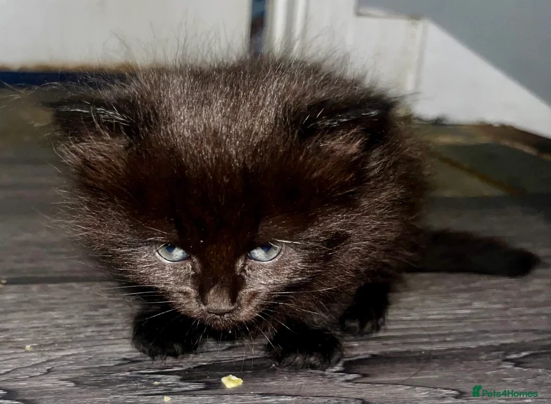 Mixed Breed cats for sale: 2 female kittens looking forever homes  - Advert 3