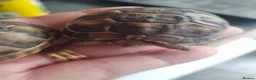 Tortoise reptiles for sale: Spur thigh tortoise hatchlings - Advert 3