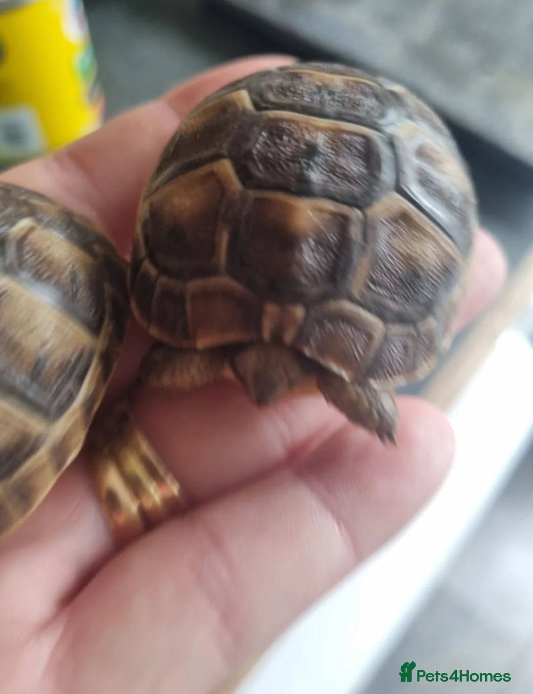 Tortoise reptiles for sale: Spur thigh tortoise hatchlings - Advert 3