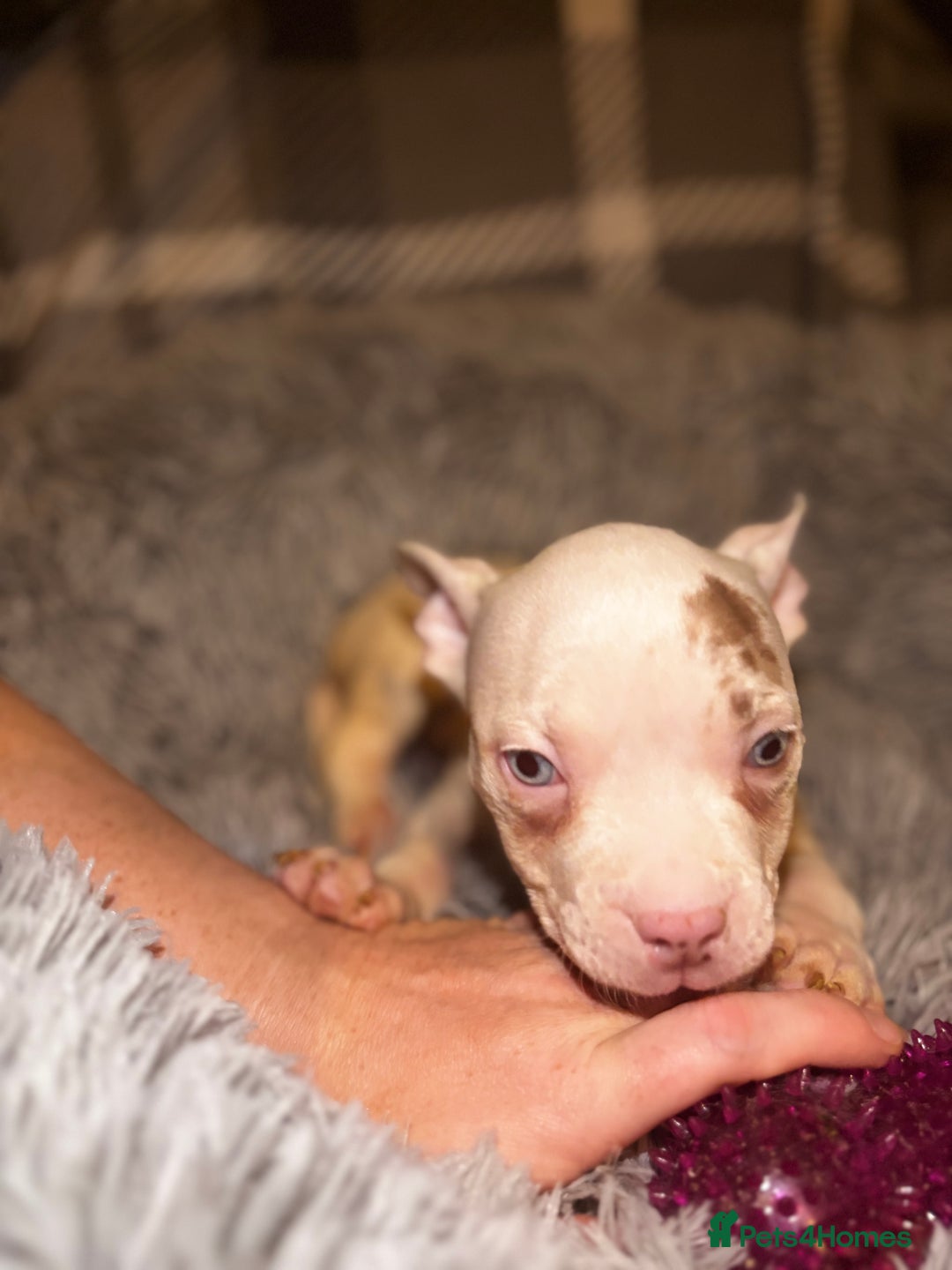 American Bully dogs for sale: perfect puppys - Image 37