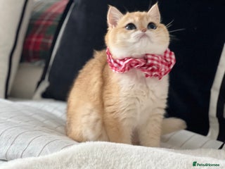 British Shorthair cats 🏆 Golden BRI NY12 Girl European Lines 🏆 - Advert 1