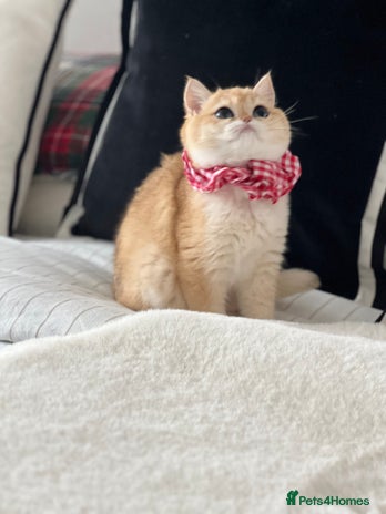 British Shorthair cats 🏆 Golden BRI NY12 Girl European Lines 🏆 - Advert 3
