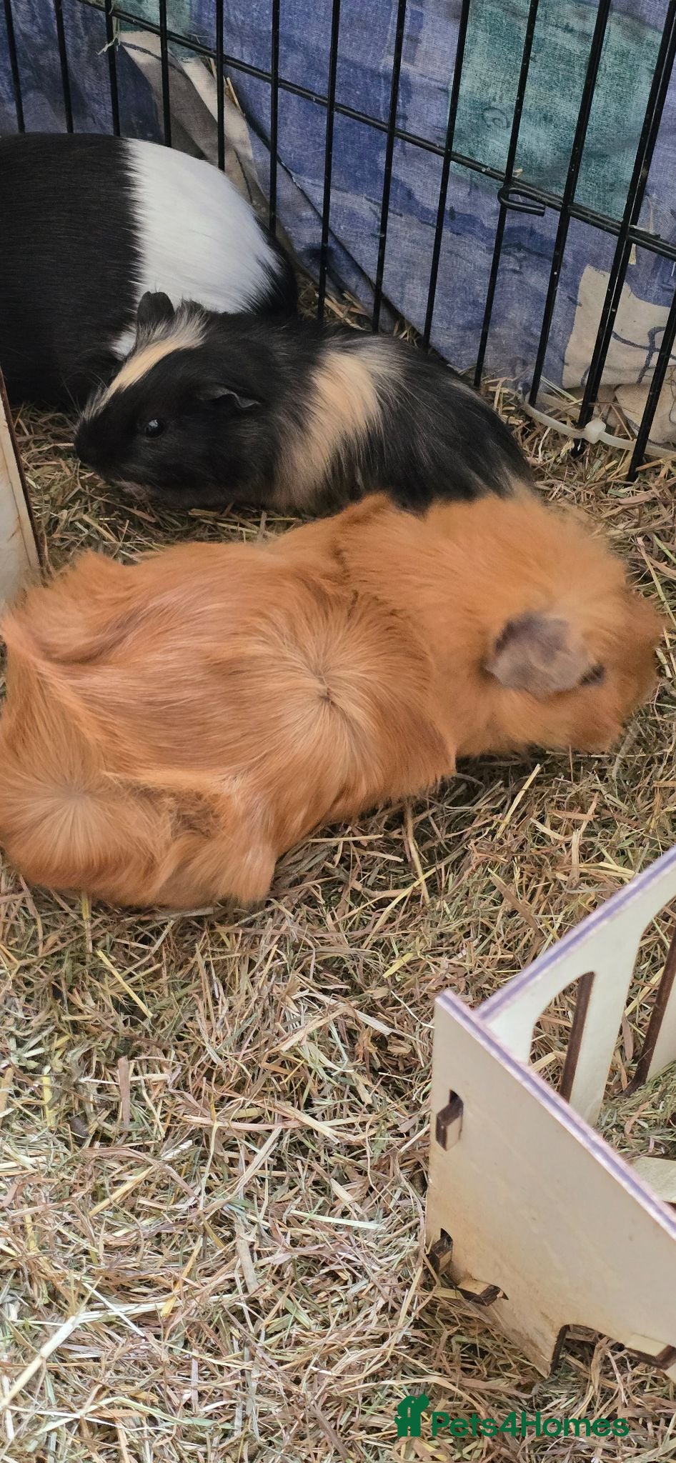 Guinea Pig rodents Guinea pigs - Advert 2