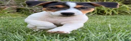 Jack Russell dogs for sale: Last Boy Jack Russell Puppies  - Advert 6