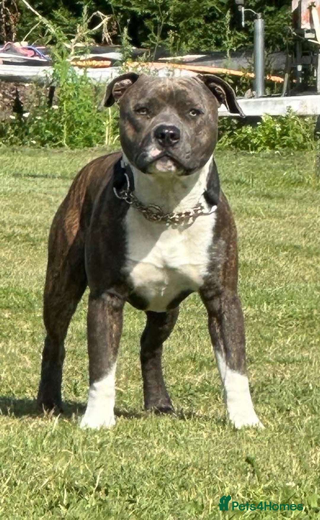 Staffordshire Bull Terrier dogs for stud: Mr roccco - Advert 1