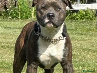 Staffordshire Bull Terrier dogs Mr roccco - Advert 10