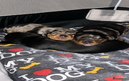 Dachshund dogs for sale: Female Merle and Female Black & Tan Dachshund  - Image 4