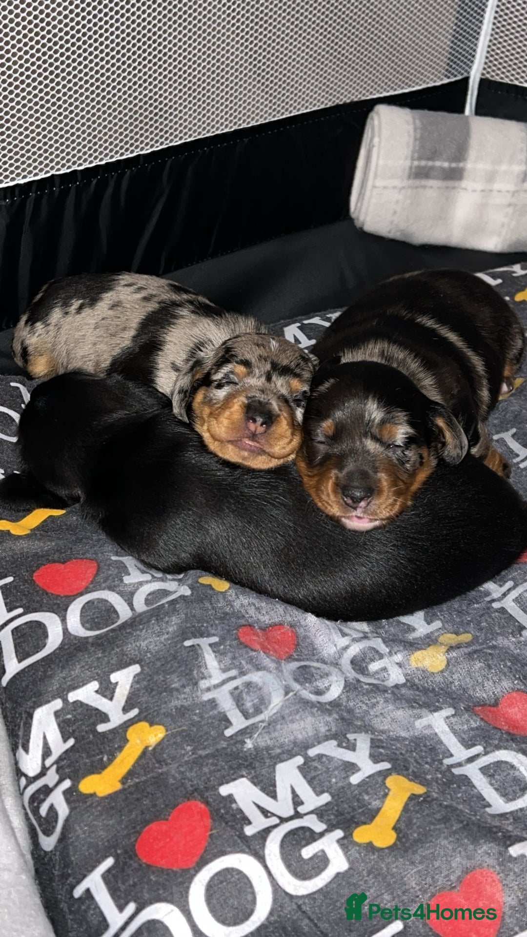 Dachshund dogs for sale: Female Merle and Female Black & Tan Dachshund  - Image 4