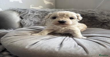 Maltipoo dogs - Advert 5